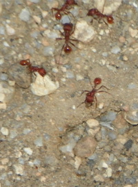 Bedfordshire ant control costs