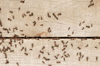 compare  ant control prices