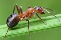 eliminate ant problems
