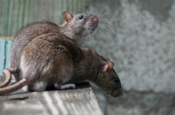 save on  rat elimination