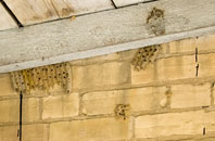 save on  wasp nest removal
