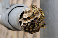 compare wasp control specialists