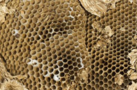 free  wasp nest removal quotes