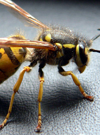  wasp control costs